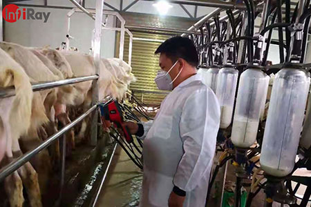 Applicazione delle termocamere nell'industria lattiero-casearia: per rilevare rapidamente le malattie nelle vacche da latte e nelle capre