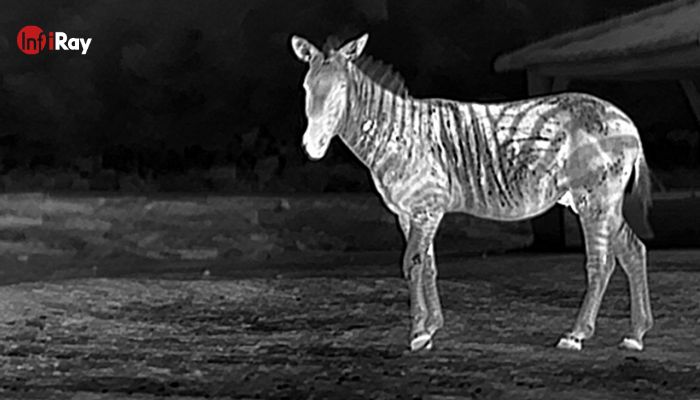 ThE zebra stripes sono tutte visibili nella visione termica 