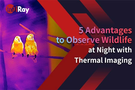 5 vantaggi per osservare la fauna selvatica di notte con Imaging termico
